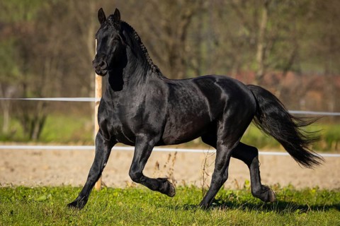 Friesian stallion in the pasture in autumn