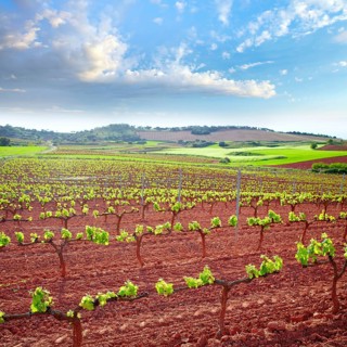 La Rioja vineyard fields by The Way of Saint James in Logrono