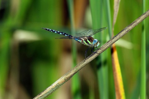 Aeshna juncea, Moorland Hawker, Peat Mosaic Hawker