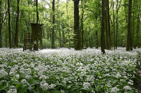 Wild garlic flower (Allium ursinum), spring, Germany, Bavaria, Lower Franconia, Europe