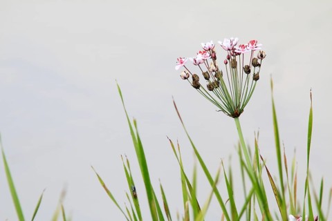 Flowering rush, Butomus umbellatus, Swan flower