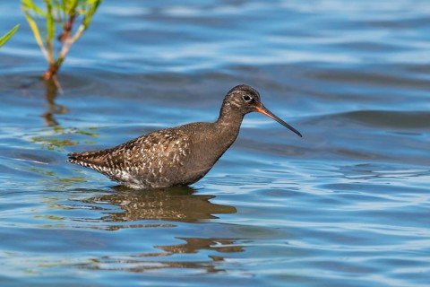 Spotted Redshank, Tringa erythropus