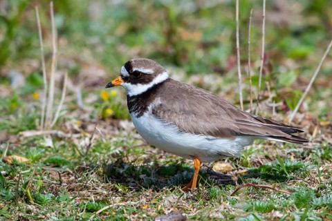 Ringed Plover, Charadrius hiaticula
