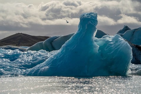 Icebergs and seagulls, Jökulsárlón, Suðurland, Iceland, Europe