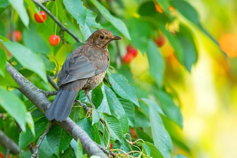 Blackbird (Turdus merula), one, individual, biotope, habitat, perch, garden, Neuhofen,