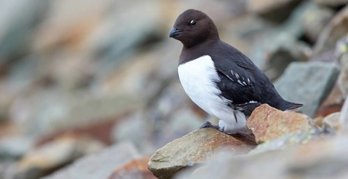 Cory's Grebe, Plautus alle, Dovekie, Little Auk, (Mergule nain), Mérgulo atlántico, Longyearbyen,