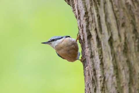 Eurasian nuthatch (Sitta europaea), Sittelle torchepot, Trepador Azul, Neustadt an der Weinstraße