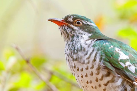 Golden cuckoo, Afrotropical species, family of golden cuckoos, cuckoo, (Chrysococcyx caprius), Wadi