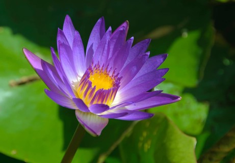 Purple petals, purple and yellow stamens and green leaves of a lotus flower, Heviz, Hungary, Europe