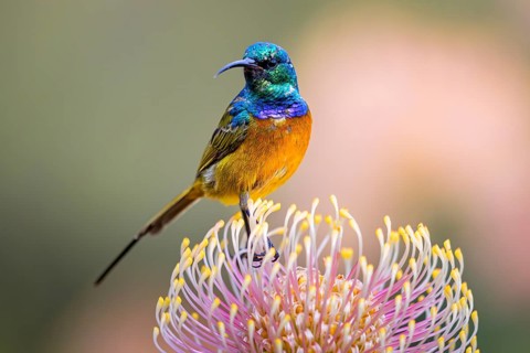 Orange-breasted sunbird (Anthobaphes violacea), Nectarinia violacea, Orange-breasted Sunbird,