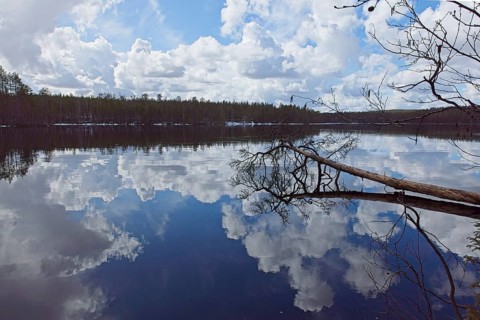 Spring scenic lake landscape of tree fallen down in water at lake Kenttäjärvi in cloudy spring