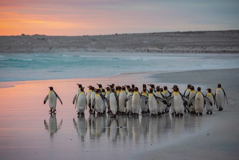 King penguins (Aptenodytes patagonicus), in the morning light on the beach, Volunteer Point,