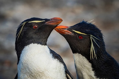 Rockhopper penguins (Eudyptes chrysocome) courting, Pebble Island, Falkland Islands, Great Britain,