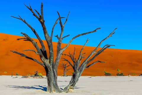 Clay plateau in the part of the Namib Naukluft desert. Sunny morning. Dead lake with dead trees.