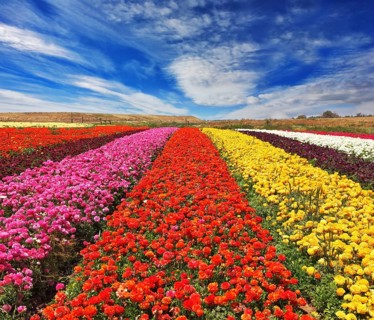 Field of multi-colored decorative buttercups Ranunculus Bloomingdale. Flowers planted with broad