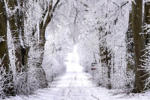 Snow-covered avenue in Masuria in eastern Poland in winter