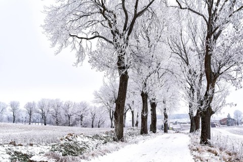 Snow-covered avenue in Masuria in eastern Poland in winter