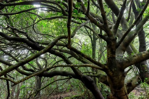 Laurel forest on Tenerife
