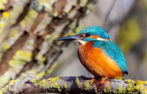 A Common Kingfisher (alcedo atthis) in the Reed, Heilbronn, Germany, Europe