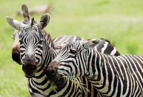 Zebras in Tsavo East National Park, Kenya, Africa