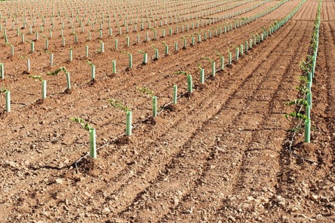 Newly planted vineyards in a row