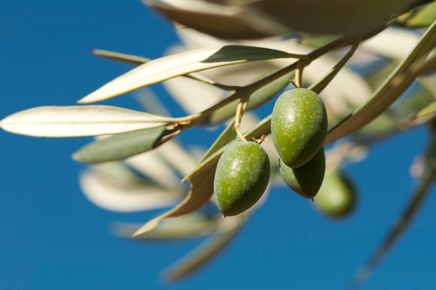 Olives on a branch. Close up green olives on a tree