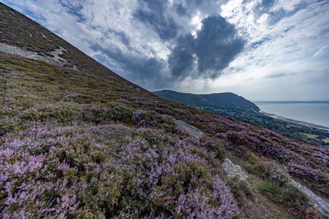 Purple flowering heather with heather (Erica) on the coast with mountains in the background on the