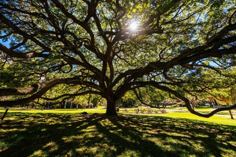 BRISBANE, AUSTRALIA - JULY 29 2023: City Botanic Gardens on a clear winter's day in Brisbane,
