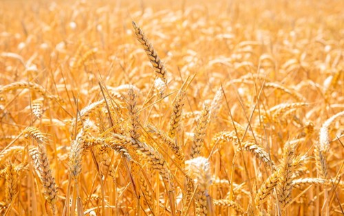 Summer landscape with cornfield under a blue sky