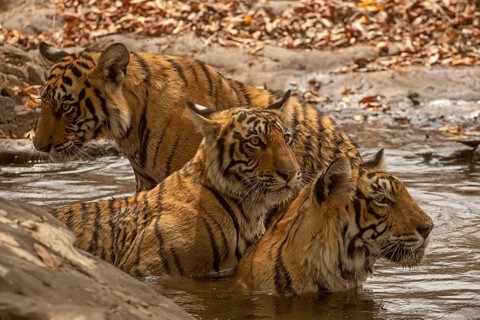 Close up of a three tigers in a waterhole Wild mother tiger sitting in water with her two sub adult