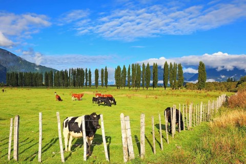 Rural idyll in Chilean Patagonia. Orange and black cow grazing on grass field. Field fenced low