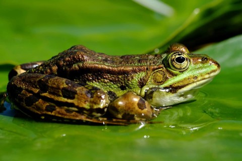 Frog, pond frog, Rana esculenta