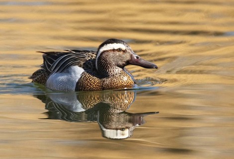 A Garganey (Anas querquedula), garganey, on a Lake in Heilbronn, Germany, Baden-Württemberg, Europe