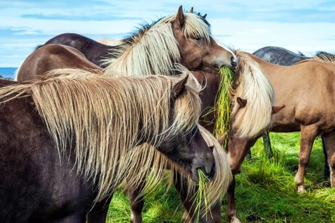 Beautiful and well-groomed Icelandic horses on a free pasture. Thoroughbred and beautiful horses