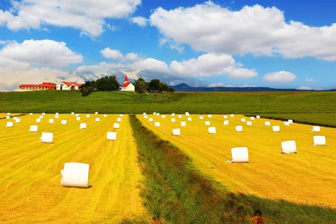 Rural pastoral after harvesting. Big field with haystacks. The farm and different economic
