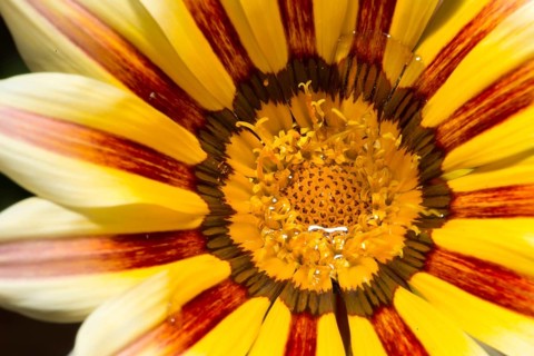 Red and yellow flower stamens. Close up macro