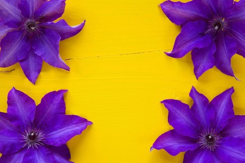 Four purple clematis isolated on wooden table