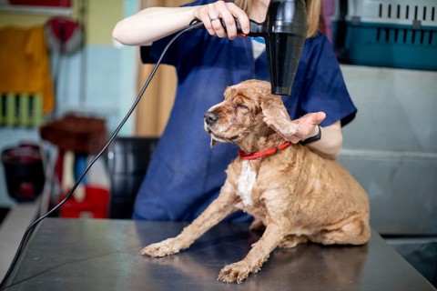 A professional groomer is drying a dogs fur using a hair dryer designed specifically for grooming