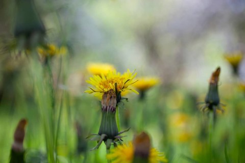 Dandelion (Taraxacum), Leoben, Styria, Austria, Europe