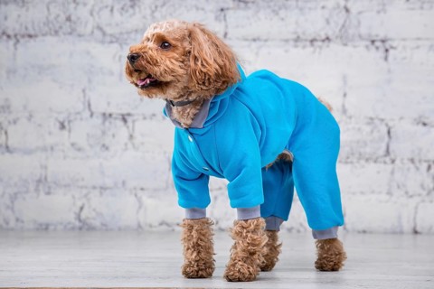 Small funny dog of brown colour with curly hair of toy poodle breed posing in clothes for dogs.