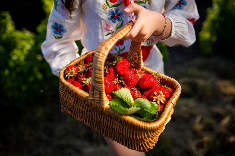Closeup of woman's hands holding basket with organic garden summer strawberry berries. Healthy