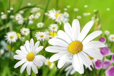Flowers 199