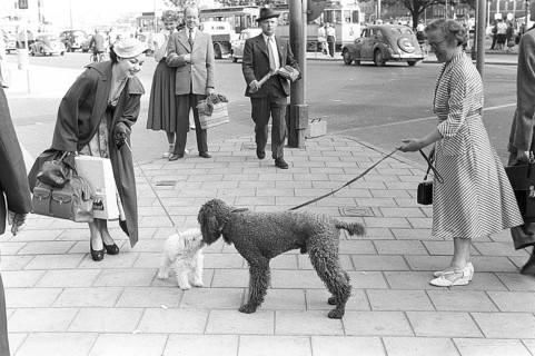 Fashionable in the 1950s. A young woman wears a typical 1950s coat. She holds a small white dog who