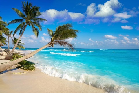 Playa del Carmen beach palm trees in Riviera Maya Caribbean of Mexico