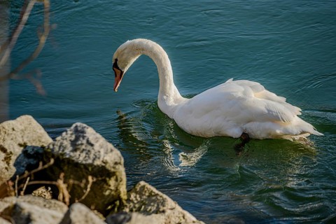 A swan swims on a calm body of water close to stones, in the sunlight, renaturalised Isar, Landau