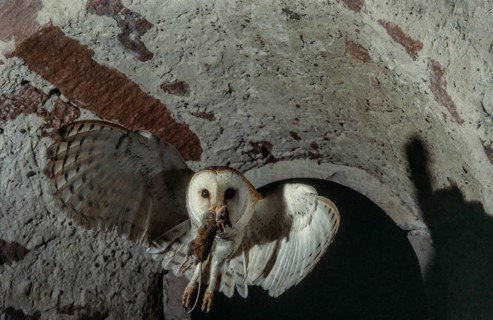 Western Barn Owl (Tyto alba) in flight with a mouse in its beak. Bas-Rhin, Alsace, Grand Est,