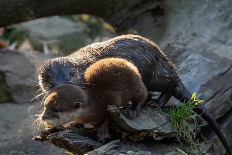 Young asian small clawed otter (Amblonyx cinerea) also known as the oriental small-clawed otter.