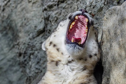 Portrait of a snow leopard close up on a stone background