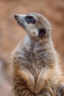 Portrait of a meerkat watching the surroundings. Standing Suricate or Meerkat