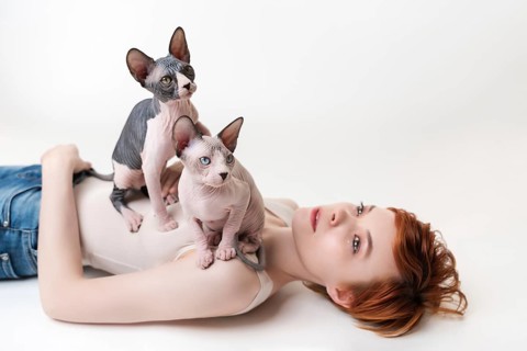 Two friendly Sphynx Hairless Cat, sitting on redhead young woman lying on back on white background.